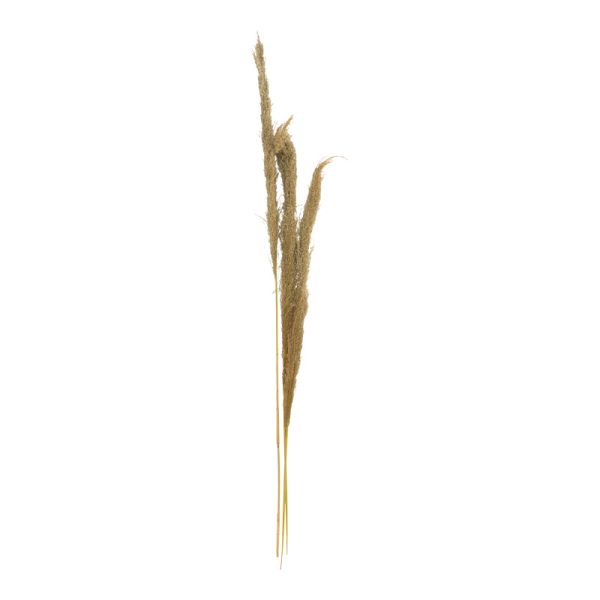 343 000109 Deco pampas leaf Beroun Inart set of 3 pieces in natural color H140cmBOHO CHIC > Decoratives