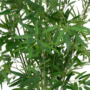 199 000650 2 Potted plant Belica Argos The Classic D45x100cm