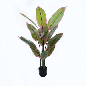Ornamental plant in pot Calathea Argos The Classic green D68x120cm