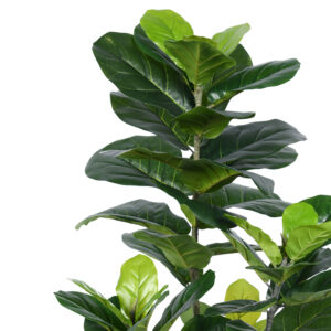 316 000001 1 Decorative plant Fiddlehead in a pot Argos The Classic green pp H120cm