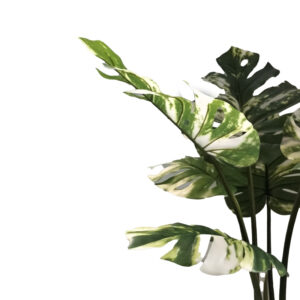 316 000004 1 Decorative plant Monstera I in a pot Argos The Classic green pp H90cm