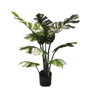 316 000004 Decorative plant Monstera I in a pot Argos The Classic green pp H90cm