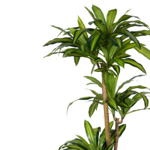316 000009 1 Decorative plant Dracaena I in a pot Argos The Classic green pp H170cm