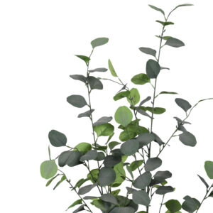 316 000014 1 Eucalyptus decorative plant in a pot Argos The Classic green pp H120cm