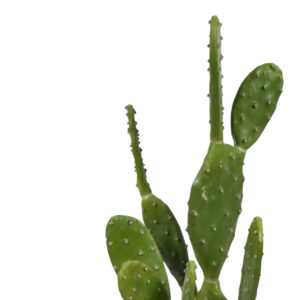 316 000021 1 Cactus decorative plant in a pot Argos The Classic green pp H64cm
