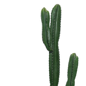 316 000022 1 Decorative plant Cactus I in a pot Argos The Classic green pp H155cm
