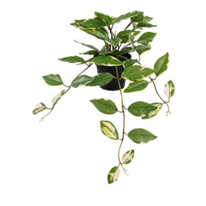 Decorative hanging plant Hogia Argos The Classic green 30x25x40cm